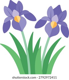Two purple iris flowers with yellow centers and green grass on white