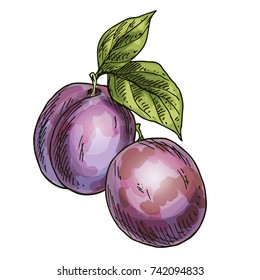 Two purple plums. Full color realistic sketch vector illustration. Hand drawn painted illustration.