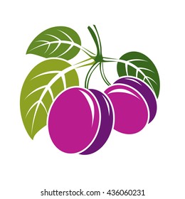 Two purple simple vector plums with green leaves, ripe sweet fruits illustration. Healthy and organic food, harvest season symbol. 