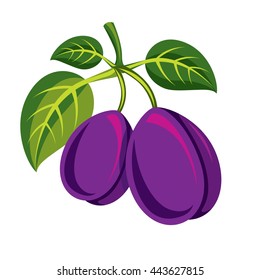 Two purple simple vector plums with green leaves, ripe sweet fruits illustration. Healthy and organic food, harvest season symbol. 