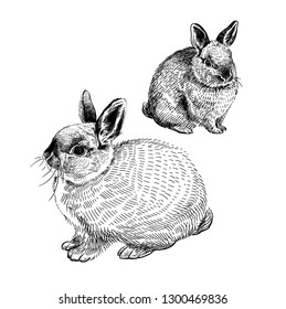 Two rabbits isolated on white background. Vintage engraving style. Black and white. Easter bunnies. Naturalistic drawing of animals. Vector illustration art. Wildlife Motifs