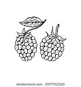 Two raspberries with leaf hand-drawn cartoon fruit vector illustration.