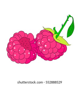 two raspberries on white background of vector illustrations