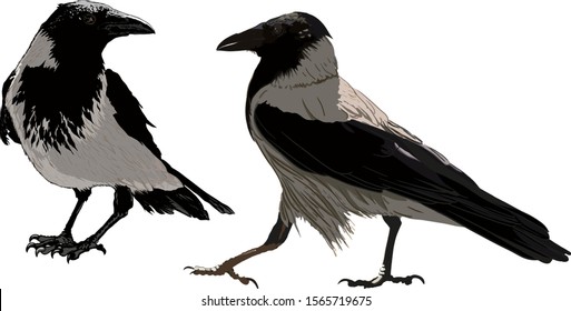 two ravens important sitting on the ground isolated on white background