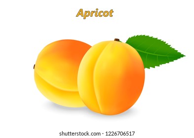 Two realistic 3d apricot with leaf and realistic shadows isolated on white background. Vector illustration.