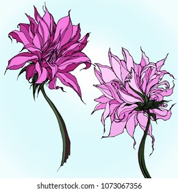 Two realistic dahlia flowers: light pink and purple. Elements for your own floral  or summer design
