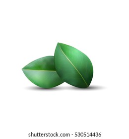Two realistic green leaves isolated on a white background. Vector floral elements