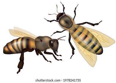 Two realistic honey bees on isolated white background. Vector