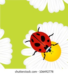 Two realistic ladybirds vector