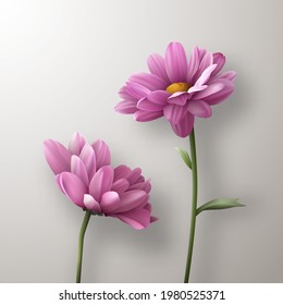 Two realistic pink chrysanthemum flowers casting shadow on white background. Vector illustration