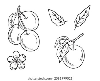 Two realistic plum berry on branch with leaves in black on white background. Hand drawn vector sketch illustration in doodle engraved vintage line art style. Apricot fruit, flower, tree