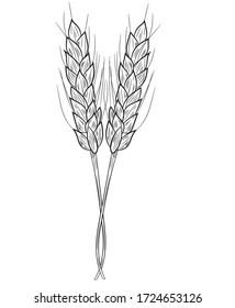 Two realistic spikelets of wheat icon in isolate on a white background. Vector illustration.