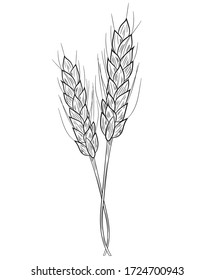 Two realistic spikelets of wheat icon in isolate on a white background. Vector illustration.