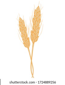 Two realistic spikelets of wheat icon in isolate on a white background. Vector illustration.