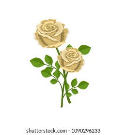 Two realistic tea roses isolated on a white background