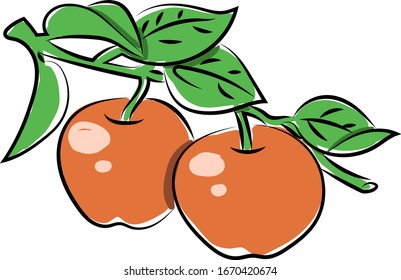 Two red apples, illustration, vector on white background.