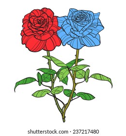 Two red and blue roses as masculine and feminine two opposites