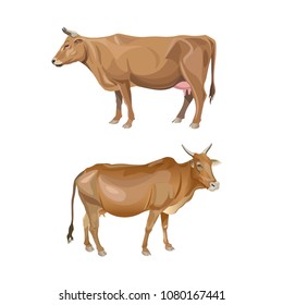 Two red cows. Side view. Vector illustration isolated on white background
