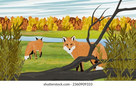 Two red foxes in an autumn meadow with a river and forest. Realistic vector landscape
