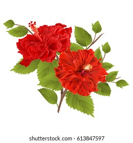 Two red hibiscus hibiscus stem  tropical flower on a white background vintage vector illustration