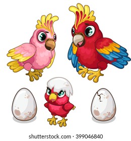 Two red parrots and their nestling. Tropical birds isolated on white background. Vector illustration.