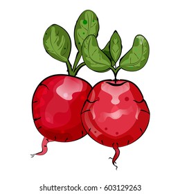 Two red radishes. Vegetarian table