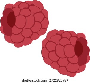 Dos frambuesas rojas sobre un fondo blanco, ilustración de fruta con textura detallada y sombreado.