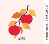 Two red ripe juicy apples on branch. Autumn apples. Flat design vector illustration. 