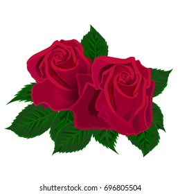 Two Red roses on white background. Vector illustration