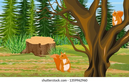 Two Red Squirrel on the branches of a tray and on the ground under a tree. Stump. Spruce forest. Wild animals of the forest. Realistic Vector Landscape