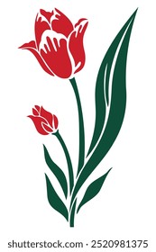 Two red tulips, one in full bloom and one bud, with lush green leaves, on a white background.