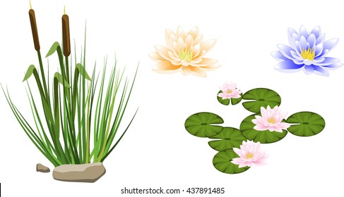 Two reeds in grass and set of water lilly isolated on white background