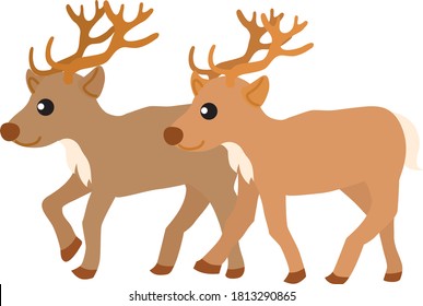 Two reindeer which line up and walk