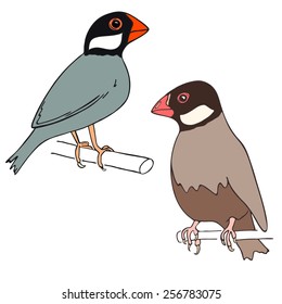 Two rice sparrow on the white background. Java sparrows.