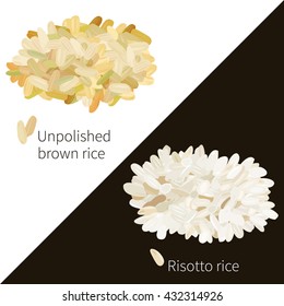 Two rice varieties on a black and white background. Vector illustration.