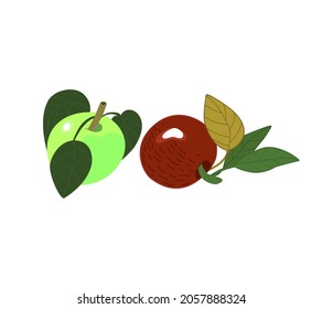 Two ripe apples of red and green color, isolated on a white background. Vector illustration .