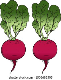 Two ripe beetroots with big green leaves. Organic and healthy vegetable from natural farm.