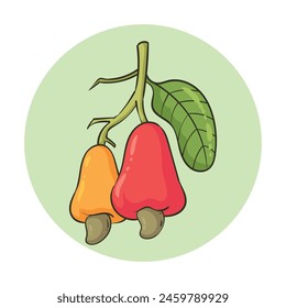 two ripe and half ripe cashews
