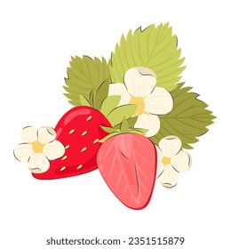 Two ripe juicy red strawberries with flowers and leaves. Vector illustration of summer berries.