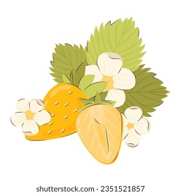 Two ripe juicy yellow strawberries with flowers and leaves. Vector illustration of summer berries.