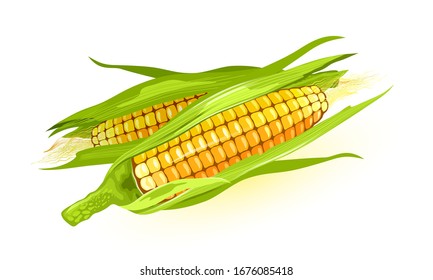 Two ripe maize or corn cob, ears of corn with yellow kernels, silk. Cereal grain. Summer harvest. using for cooking corn starch, syrup, popcorn, oil, alcoholic beverages, animal feed. Vector on white.