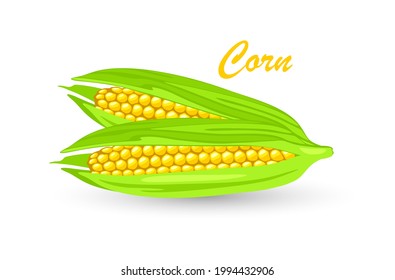 Two ripe maize or corn cob, ears of corn with yellow kernels, silk. Cereal grain. Summer harvest. using for cooking corn starch, syrup, popcorn, oil, alcoholic beverages, animal feed. Vector on white.