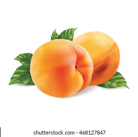 Two ripe peach fruit with leaves isolated on white background. Vector illustration.