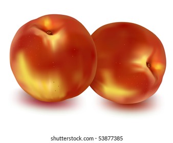 Two ripe peaches. Photo-realistic vector illustration.