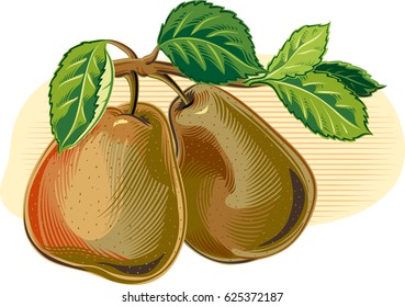 Two ripe pears, on a branch with the leaves.