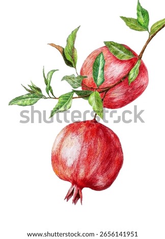 Two ripe pomegranates on leafy branch vector illustration in colored pencil style.  Freshness delicious pomegranate fruit isolated on white background, related to healthy eating, autumn harvests.