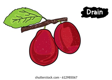 Two ripe red plums on the branch with leaves.the drawing hands.