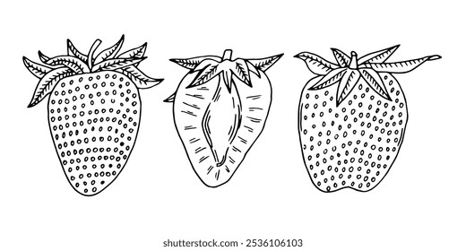 Dois morangos maduros e meio conjunto de Berry. Esboço de garatuja desenhado à mão de fruta. Use para projetos de design de elementos de pacote ou decoração. Ilustração vetorial.