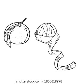 Dos mandarinas maduras, una de las cuales tiene una cáscara pelada en forma de espiral. sobre un fondo blanco. Ilustración monocromática vectorial de dos cítricos sobre un fondo blanco. Ilustración aislada.