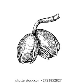 Dos nueces maduras en Vector monocromo del tallo ilustración aislada. Tuercas en cáscara agrietada dibujo en blanco y negro. Cosecha de otoño de nuez para envasado de alimentos orgánicos, cartel.